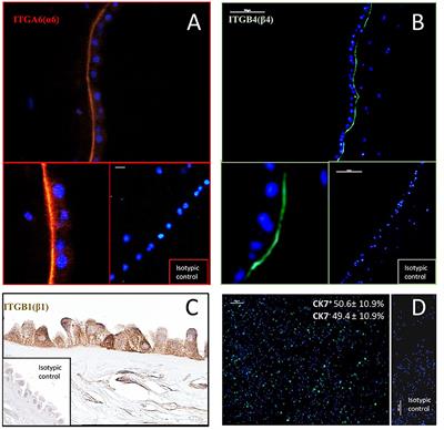 Gene Expression in Amnion-Derived Cells Cultured on Recombinant Laminin 332—A Preliminary Study